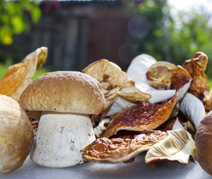 Mushroom boletus. Cep boletus .Fresh mushrooms and dried mushrooms on rustic background.