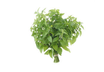 fresh green mint isolated