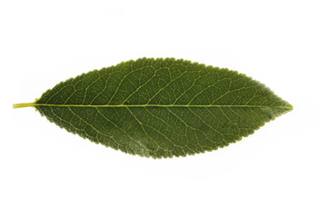 Green leaf of cherry isolated 