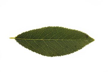 Green leaf of cherry isolated 