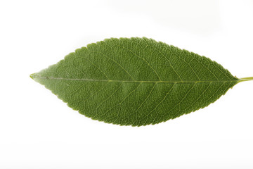 Fototapeta na wymiar Green leaf of cherry isolated 