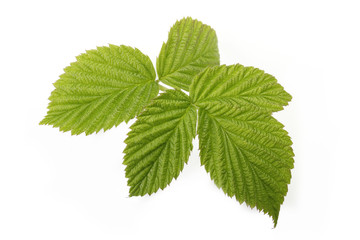 Green leaf of raspberry isolated 