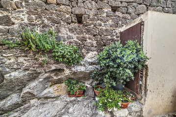 Fototapeta na wymiar plants on a rustic stone wall