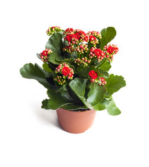Kalanchoe flower in pot isolated on white background 