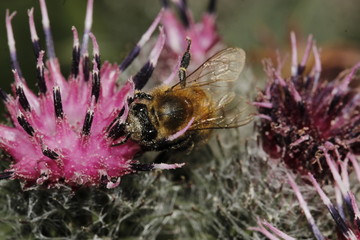 bee and flower