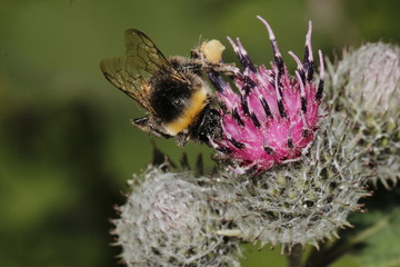 bee and flower