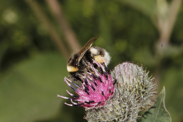 bee and flower
