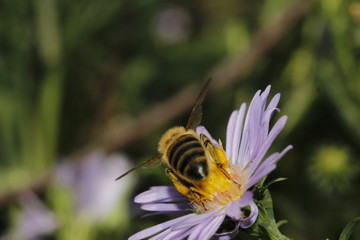 bee