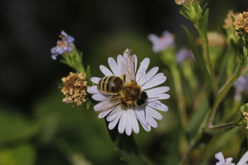 bee