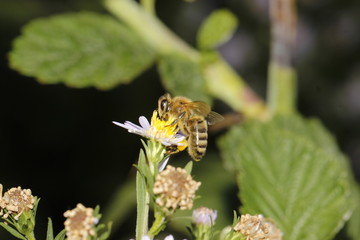 bee
