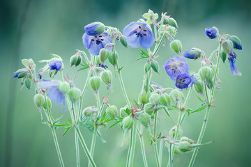  geraniums meadow