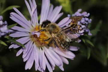 bee