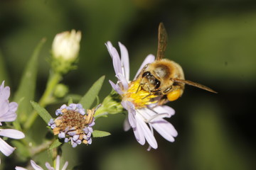 bee