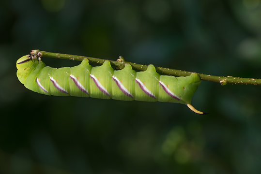 Raupe Ligusterschw&auml;rmer - sphinx ligustri