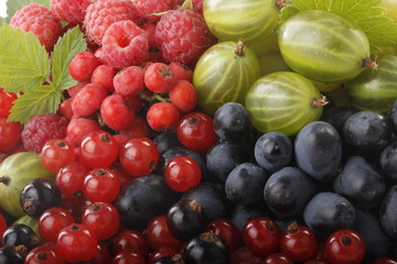 berries background