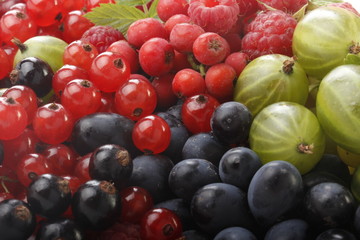 berries background