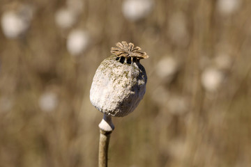 Detail of the white Poppy