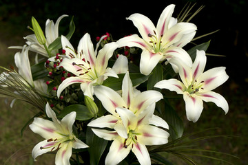 Bouquet of the white Lilies