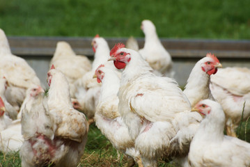 Free range chickens living a natural outdoor life