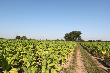 Fototapeta premium Tobacco Plantation
