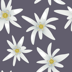 Fototapeta premium Edelweiss flowers pattern