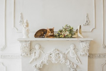 bengal cat and beautiful wedding bouquet