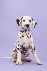 Cute black and white dalmatian puppy sitting looking funny on a purple lavander background - obrazy, fototapety, plakaty