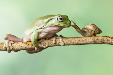 Obraz premium KISS MY PRINCE : SNAIL KISS FROG