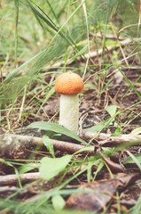 Forest Mushroom Boletus in the grass