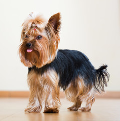 full length shot of Yorkshire Terrier