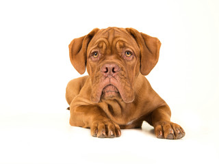 Obraz premium Cute bordeaux dogue lying down on the floor with its head up isolated on a whtie background