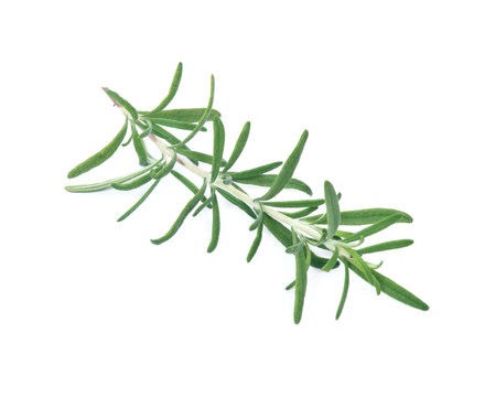 Raw green herb rosemary on white background