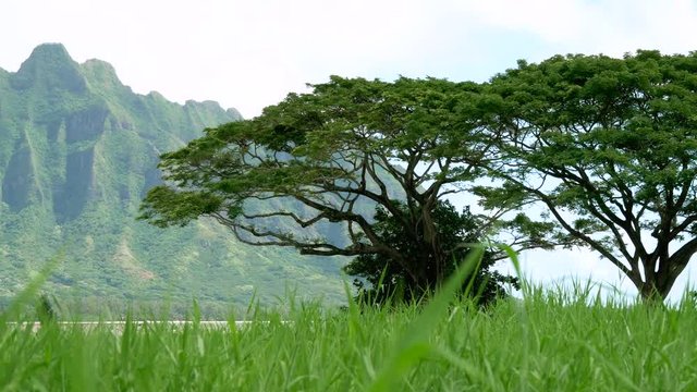 Koolau mountains viewed across Kaneohe Bay on Windward Oahu Hawaii. A beautiful green landscape of a mountain on Oahu in Hawaii
