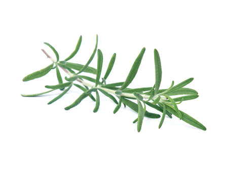 Raw green herb rosemary on white background