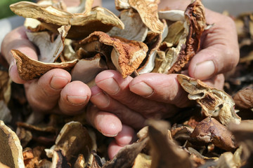 A lot of dried mushrooms. Elderly man holds in his hands a lot of good dried mushrooms.Mushroom boletus. Cep boletus