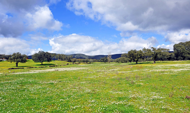 Sierra de Aracena and Picos de Aroche Natural Park, Huelva province, Spain