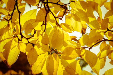 autumn leaves background