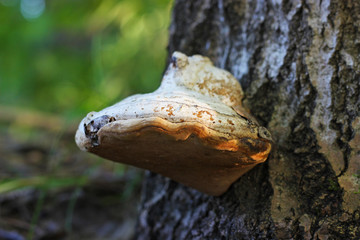 fungus on the bark of a tree