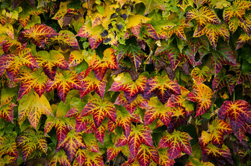 colorful ivy leaves