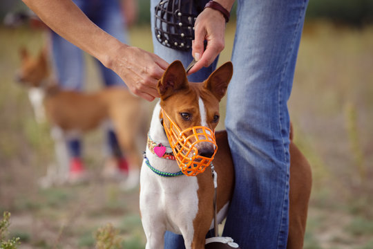 Portrait of Basenji dogs muzzled for a run