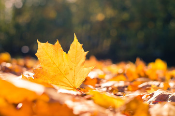 Naklejka na ściany i meble autumn leaves in sunlight