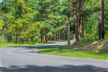 Obraz premium Curved asphalt roadway in greenwood and contiferous forest park
