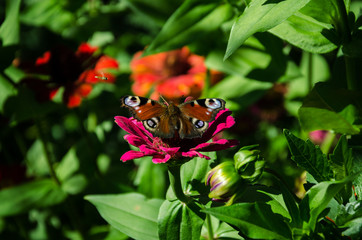 butterfly on a flower in the garden