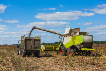 Fototapeta premium Combine harvester overloads sunflower seeds in a tractor trailer on the field, during the autumn harvest.