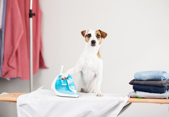 Dog ironing shirt