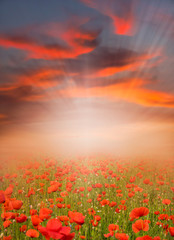 Naklejka na ściany i meble Red poppy field at sunset