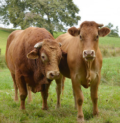 Fototapeta premium cow and a bull in a meadow