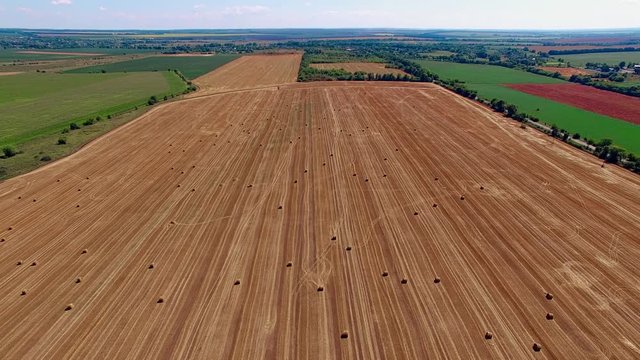 Flight over crop wheat or rye field with stook hay straw bales. Harvest agriculture farm rural landscape aerial 4k video background. Bread production concept.