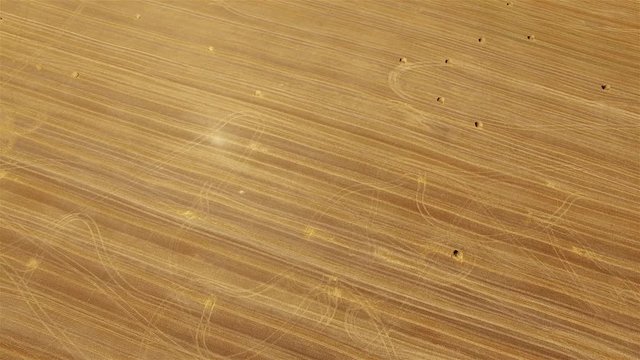 Flight over crop wheat or rye field with stook hay straw bales. Harvest agriculture farm rural aerial top view 4k video. Bread production concept.