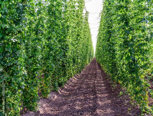 "Hopfen - Anbau auf Feld in Deutschland" Stock photo and royalty-free